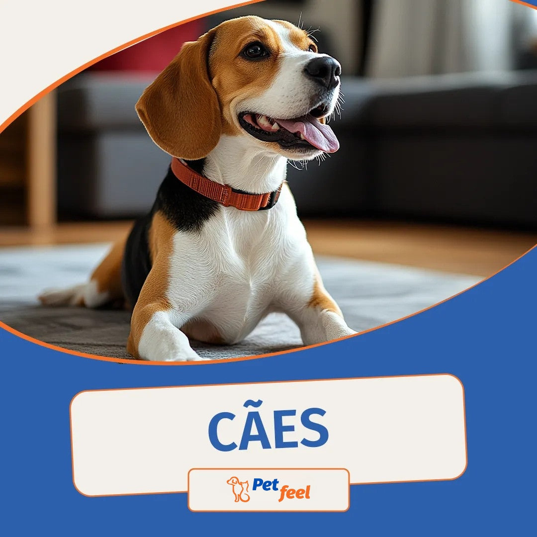 Petfeel: clínica veterinária e banho e tosa